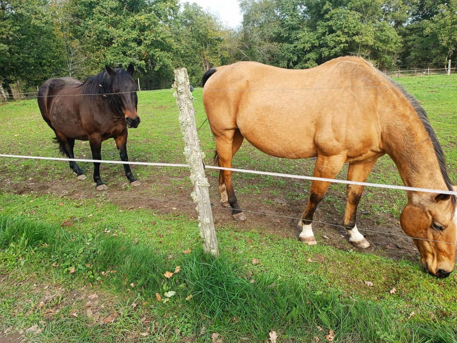 Cap Nature - T3 Et T4 En Perigord Vert - Ideal Pros Et Groupes Max 18P Champniers-et-Reilhac المظهر الخارجي الصورة